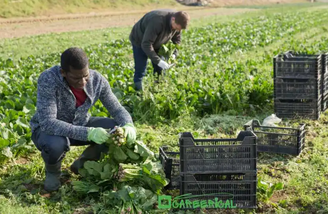 Farm Jobs in USA with Free Visa Sponsorship