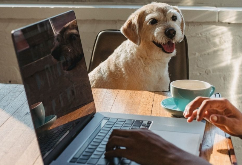 Pet Insurance for Vet Bill Savings